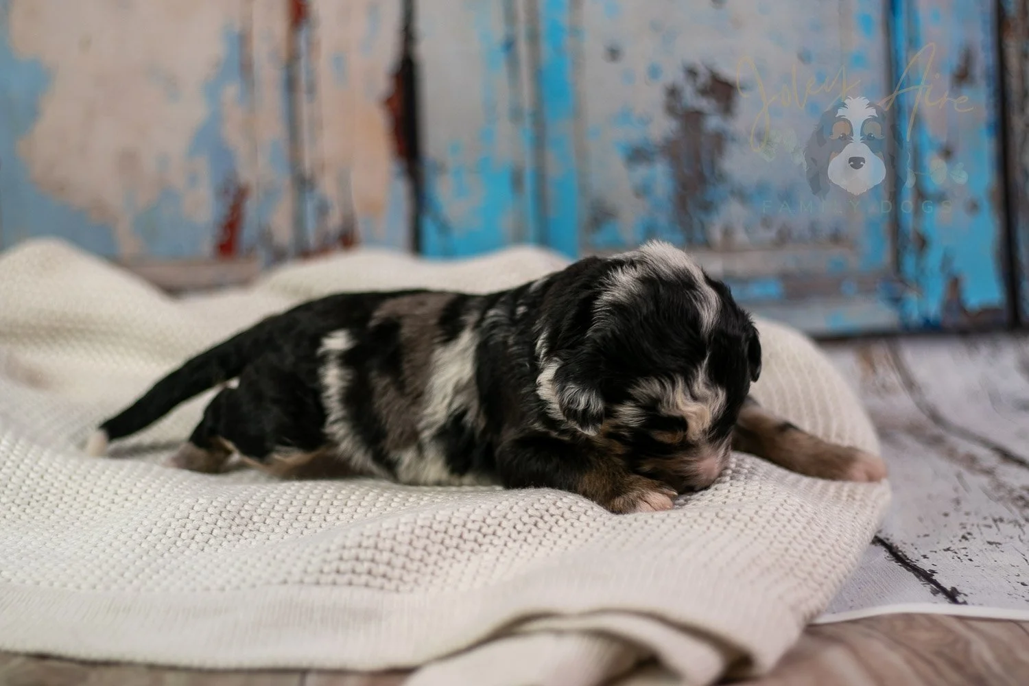 Artemisia Bernedoodle Puppy-275.jpg