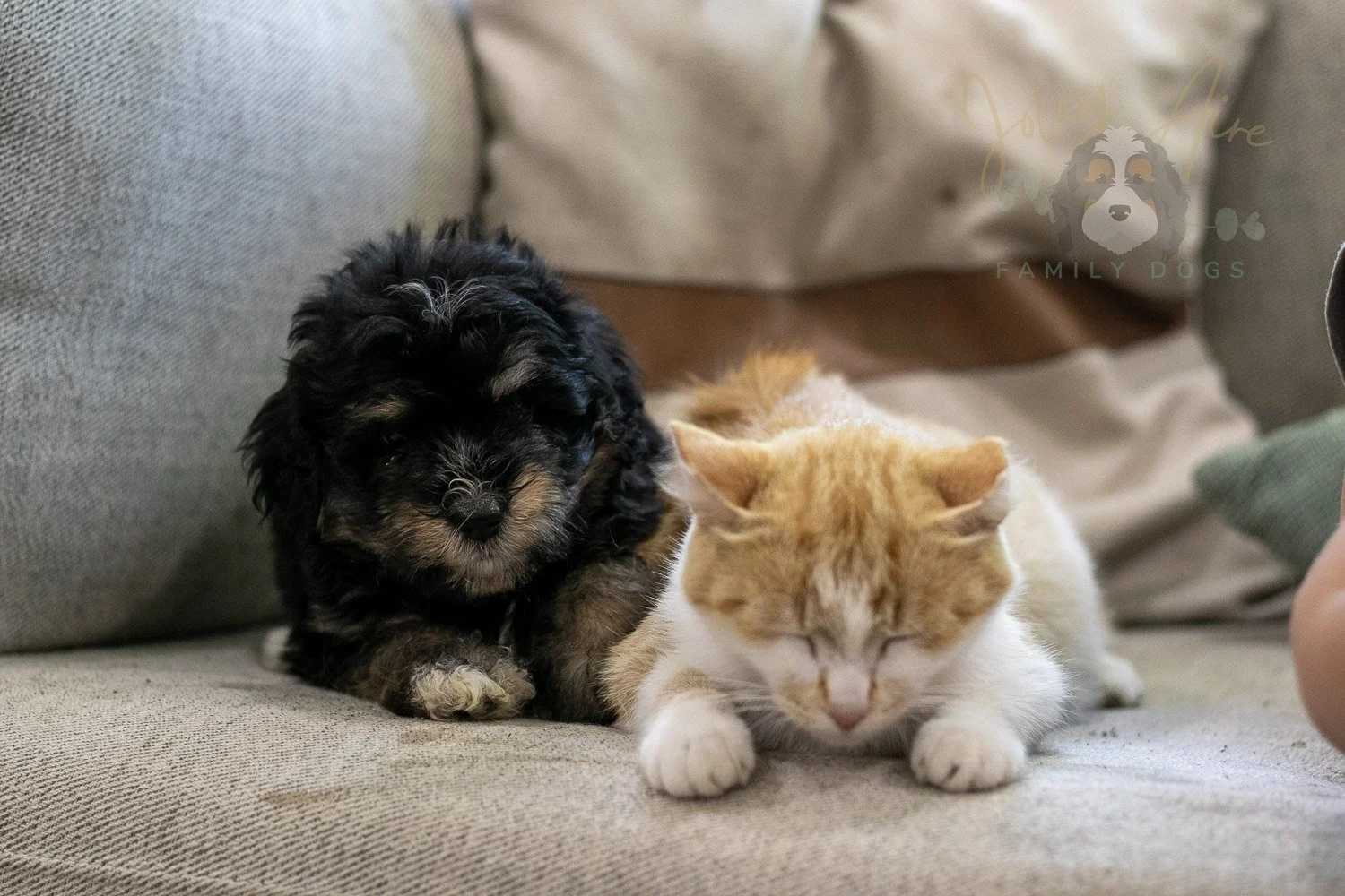 Georgia Bernedoodle Puppy-417.jpg