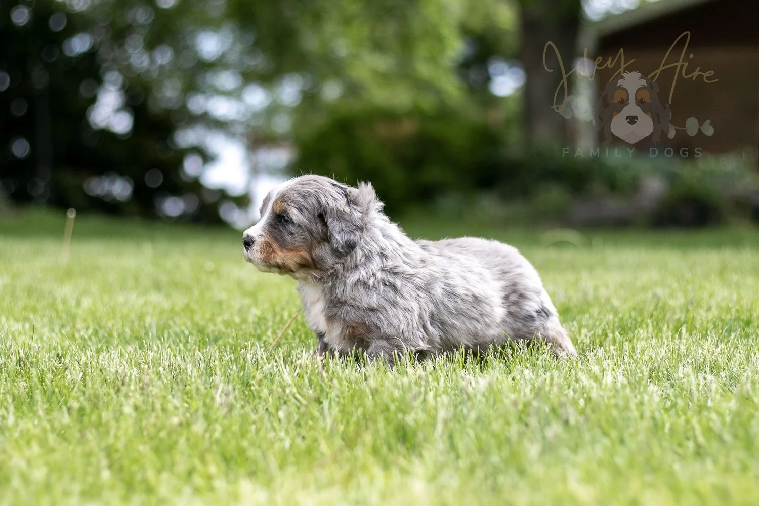 Drum Bernedoodle Puppy-19.jpg
