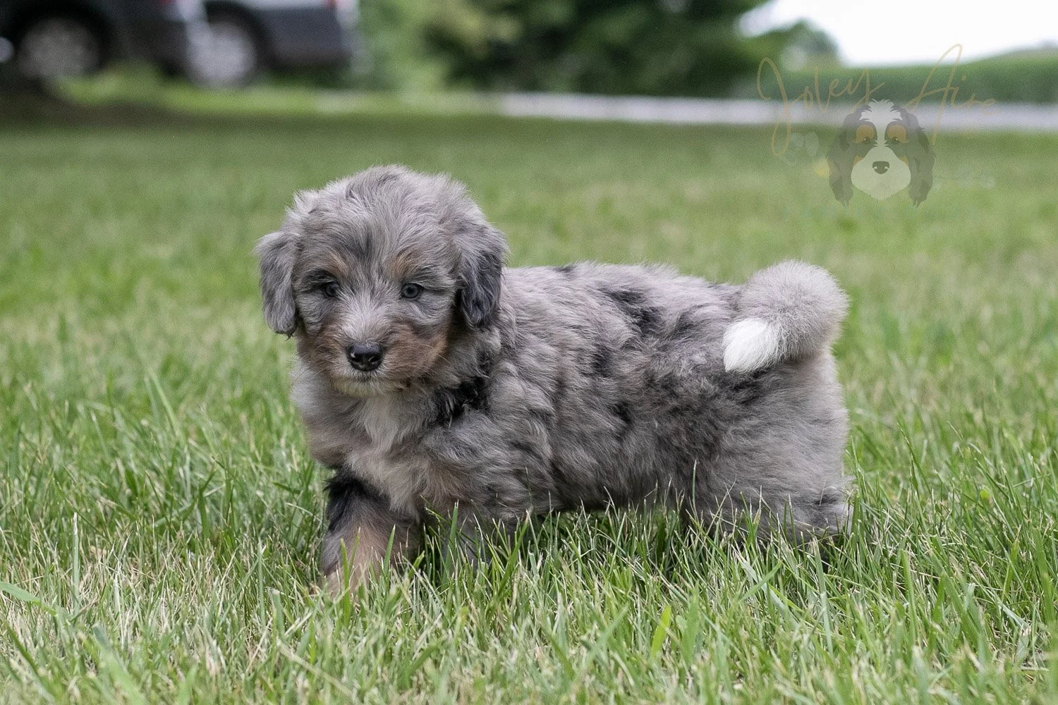 Matthew Cuthbert Bernedoodle Puppy-26.jpg