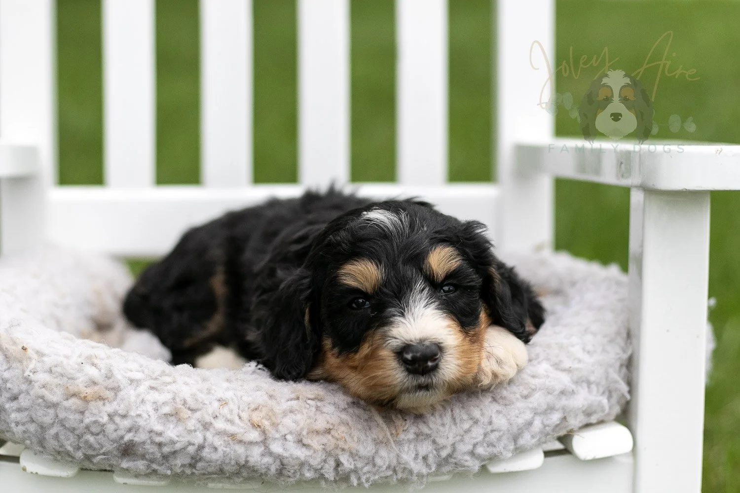 Walter Shirley Bernedoodle Puppy-893.jpg
