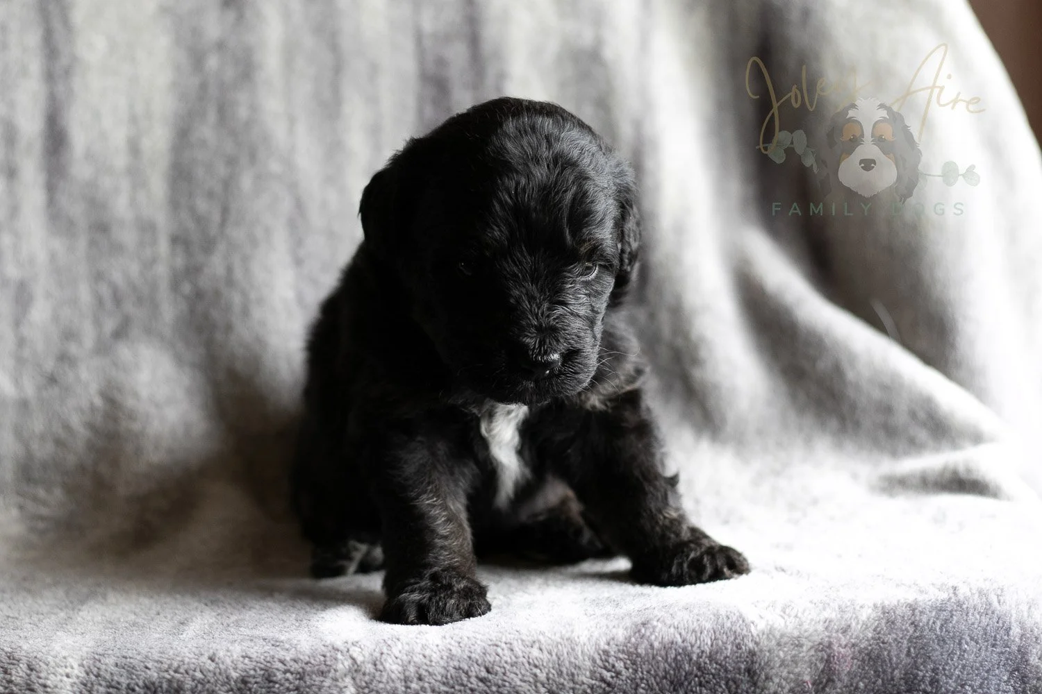 Andy Warhol Bernedoodle Puppy-119.jpg