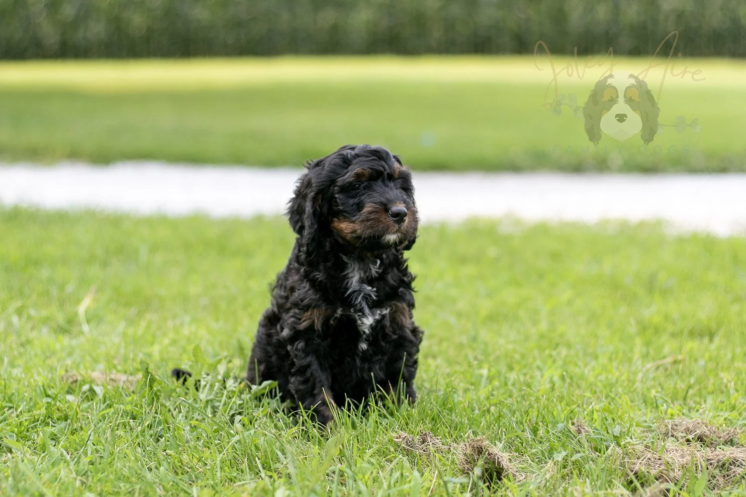 Denali Bernedoodle Puppy-112.jpg