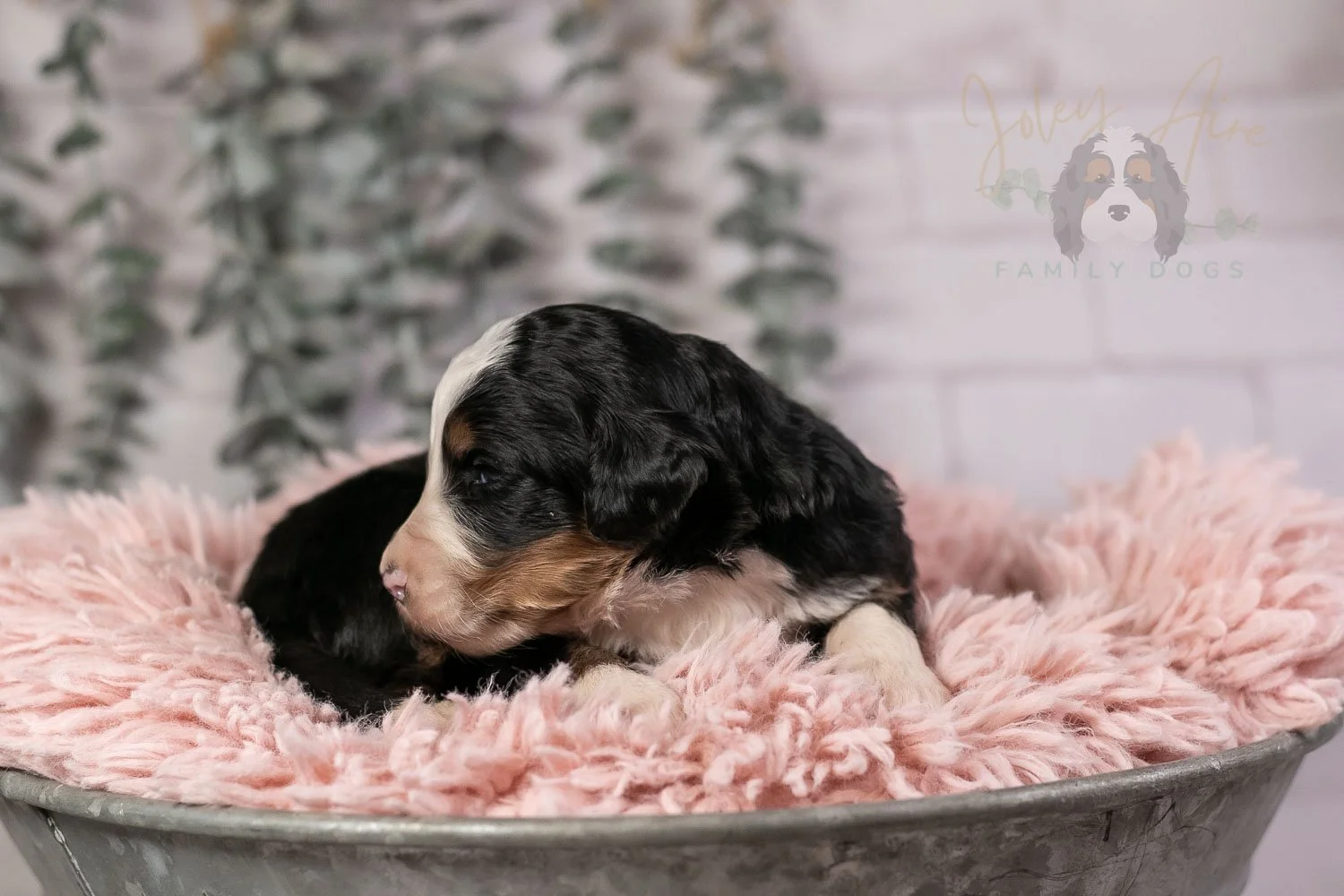 Harmonica Bernedoodle Puppy-32.jpg