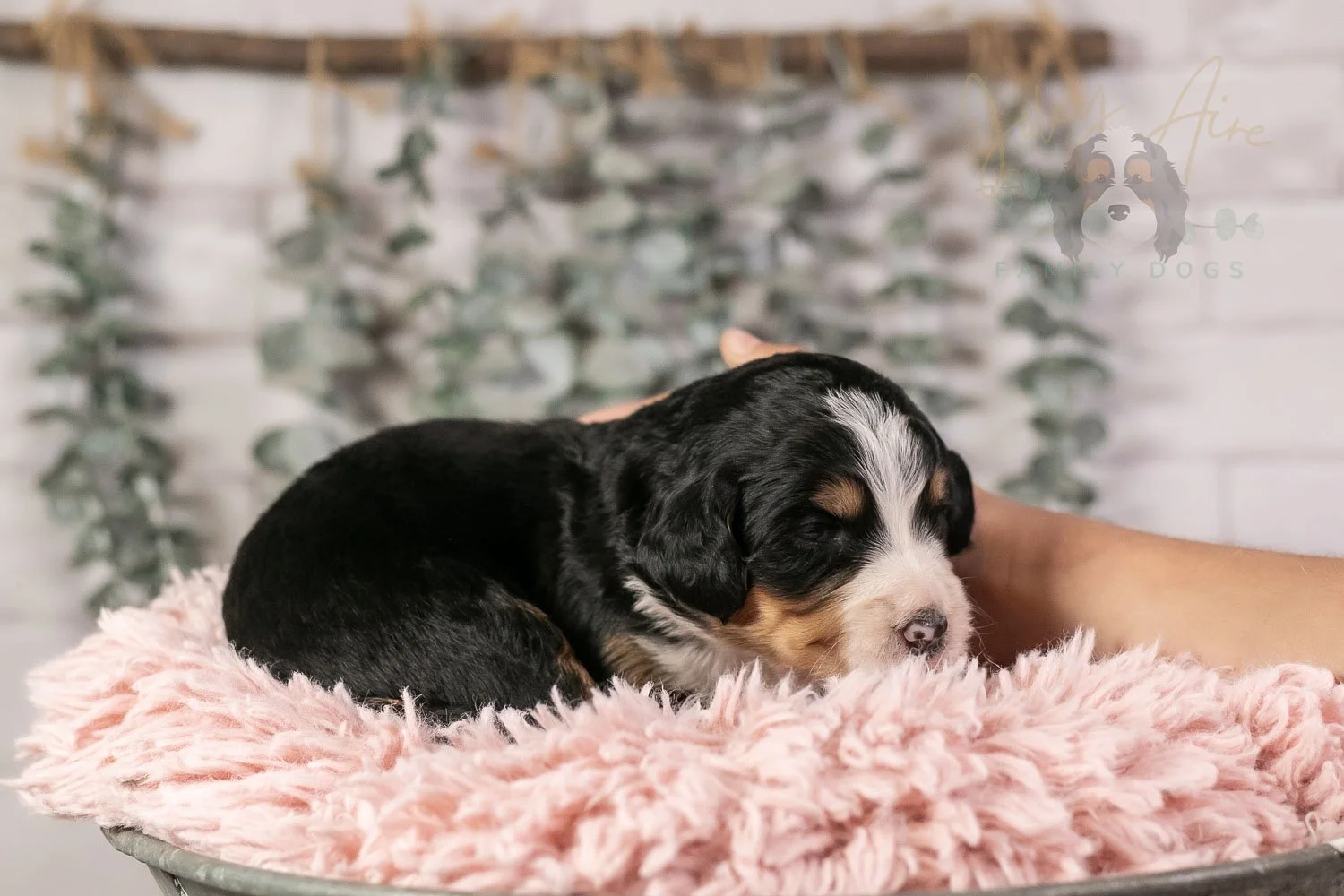 Trumpet Bernedoodle Puppy-16.jpg