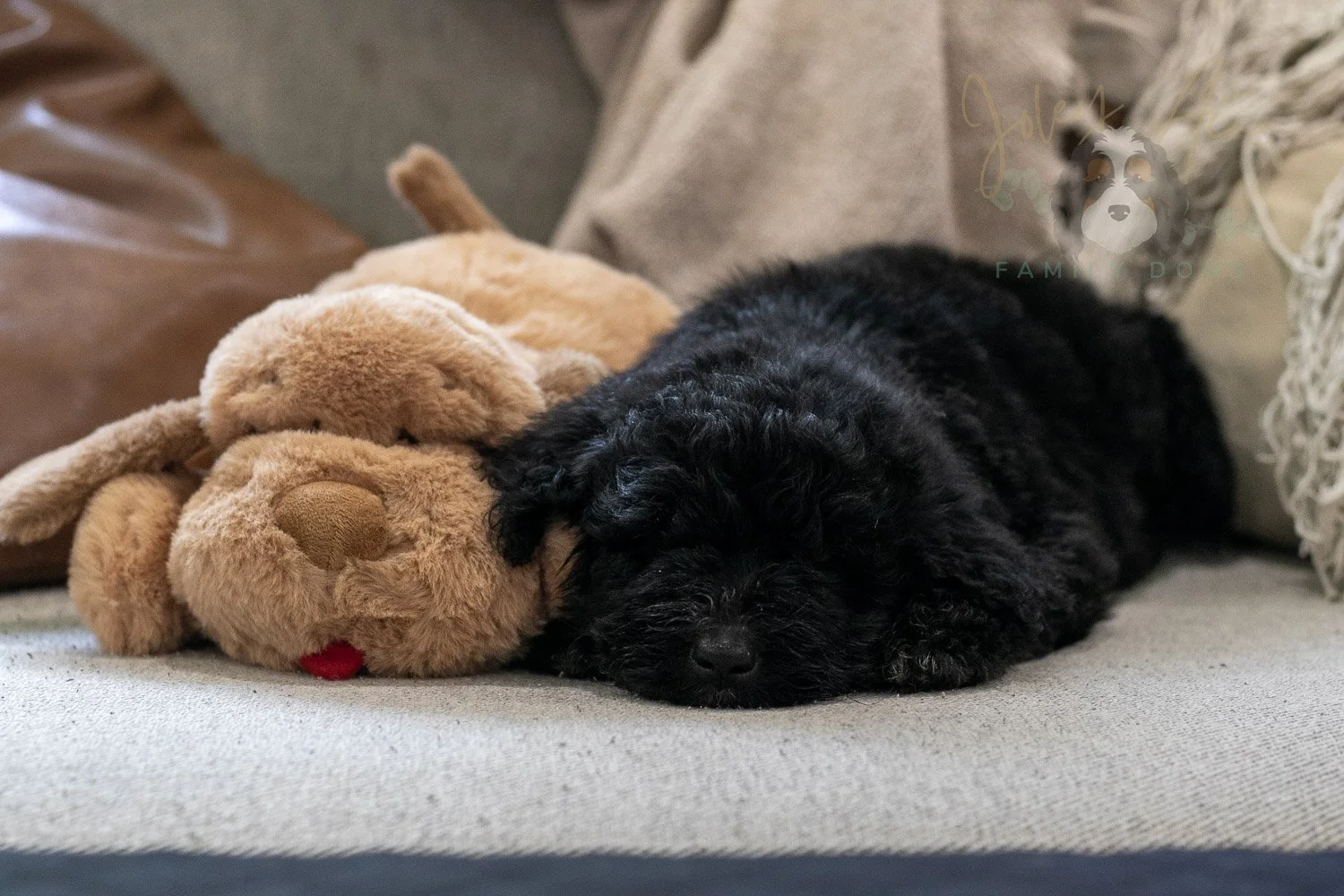 Claude Bernedoodle Puppy-238.jpg
