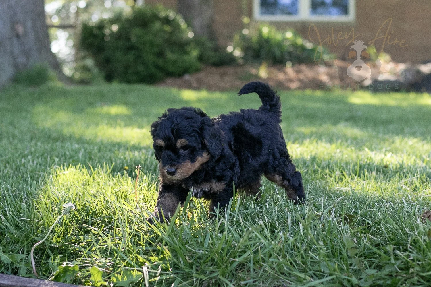Guitar Bernedoodle Puppy-12.jpg