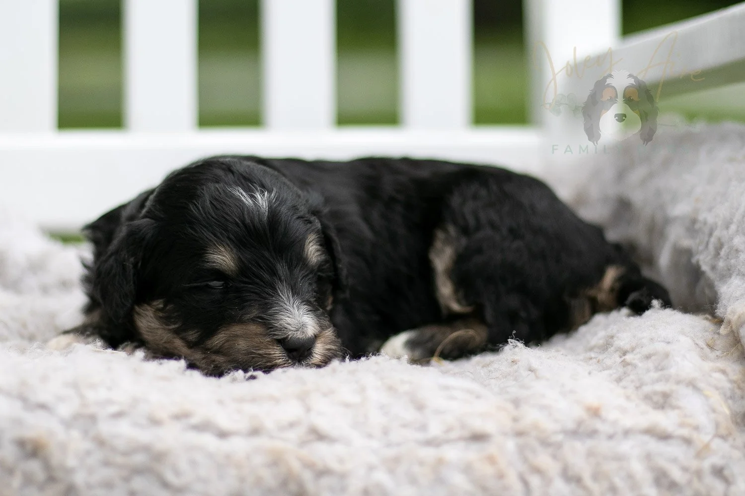 Georgia O'Keefe Bernedoodle Puppy-691.jpg