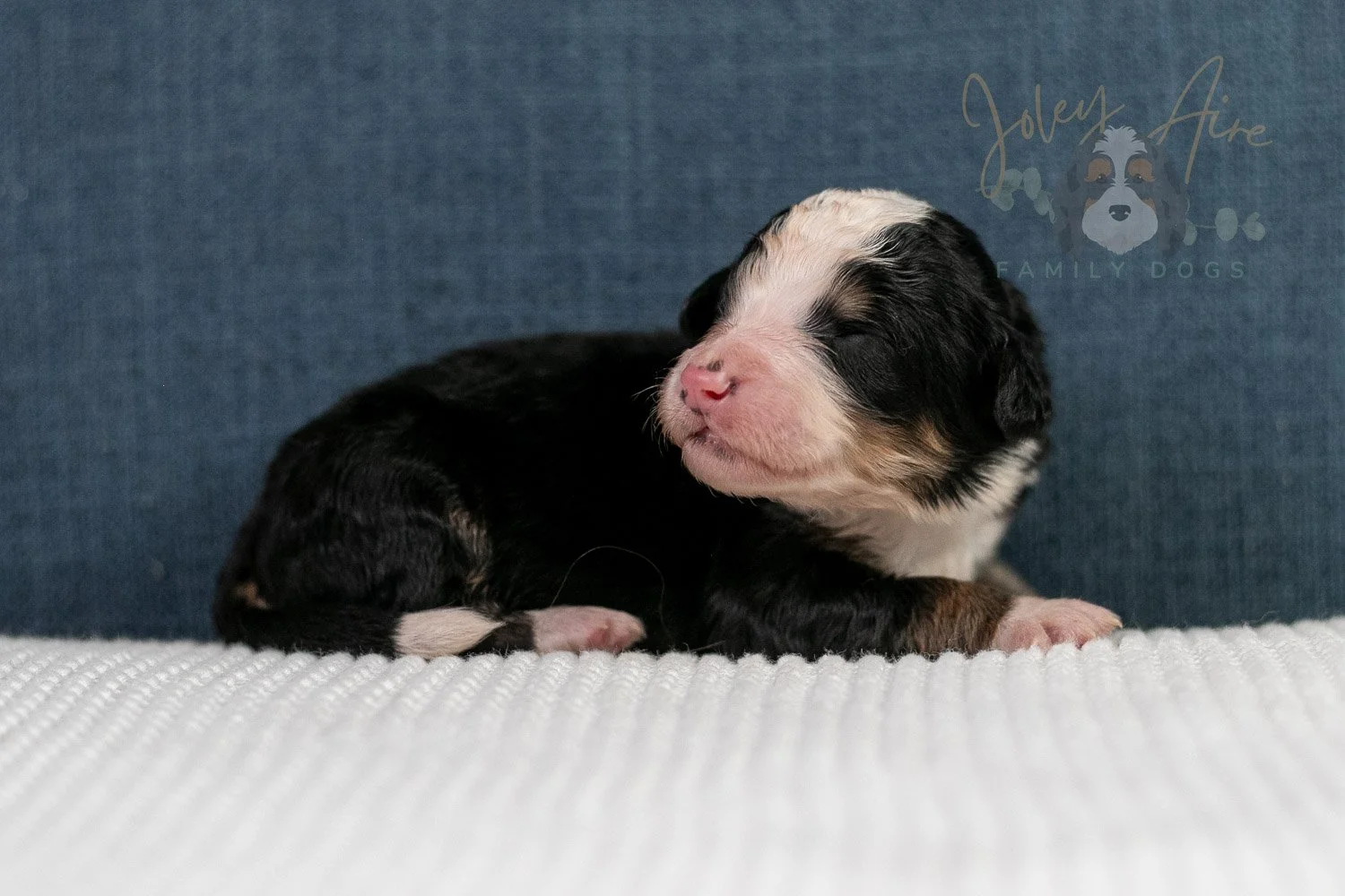 Archer Bernedoodle Puppy-77.jpg