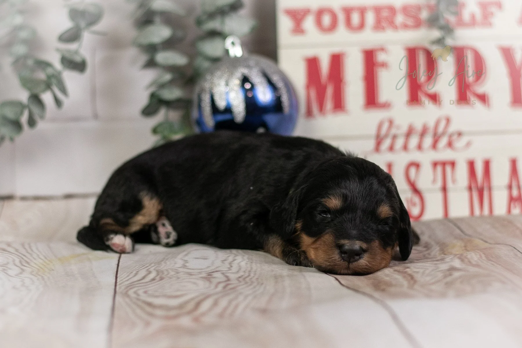 Elbrus - Phantom Bernedoodle Puppy