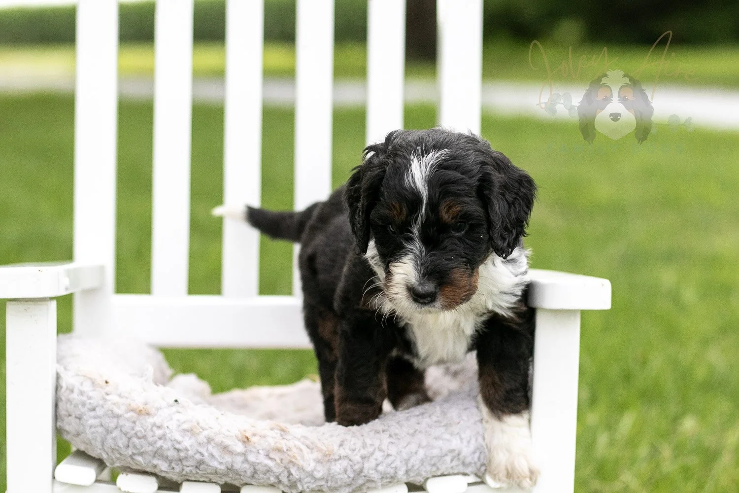 Yosemite Bernedoodle Puppy-974.jpg