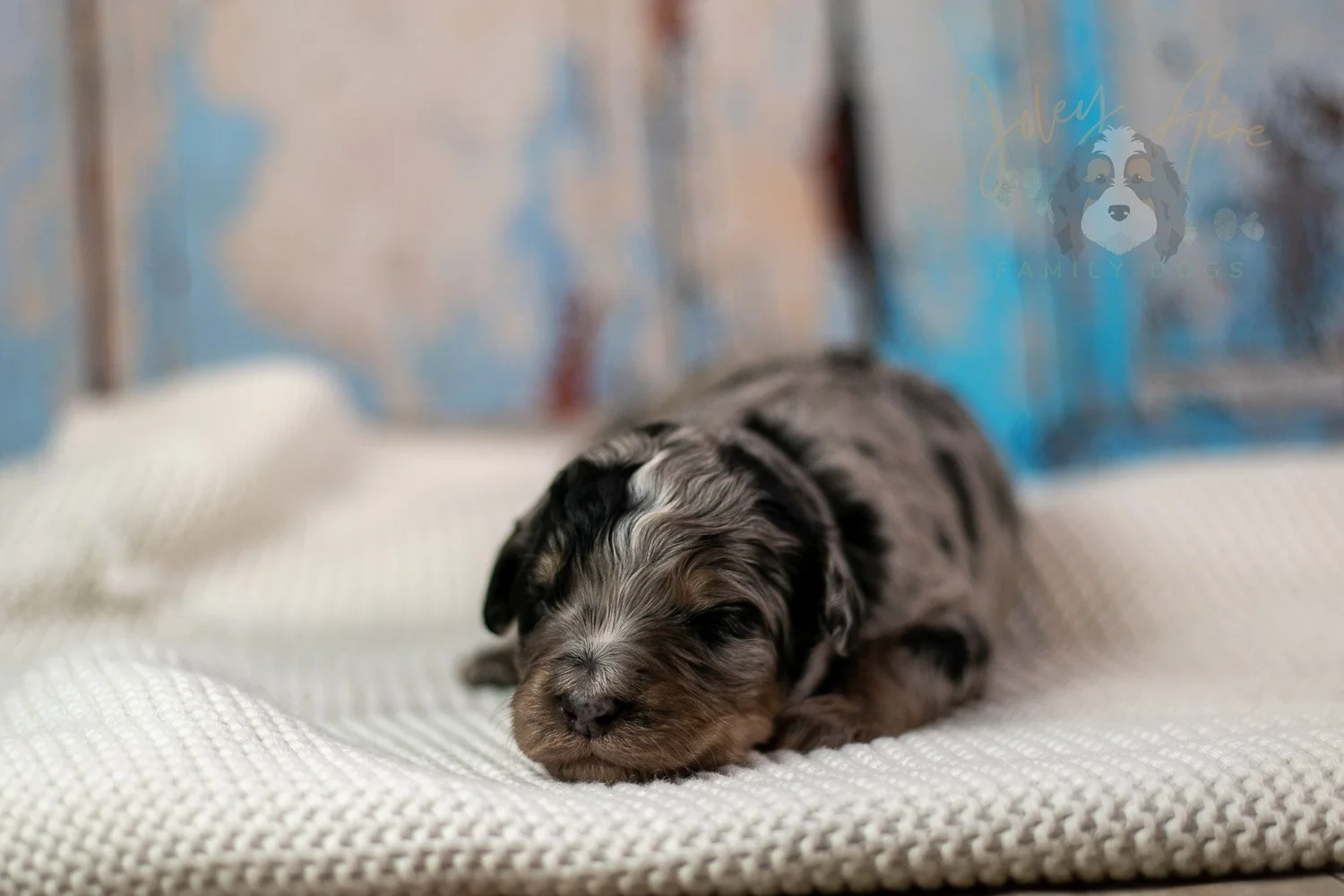 Frida Bernedoodle Puppy-195.jpg