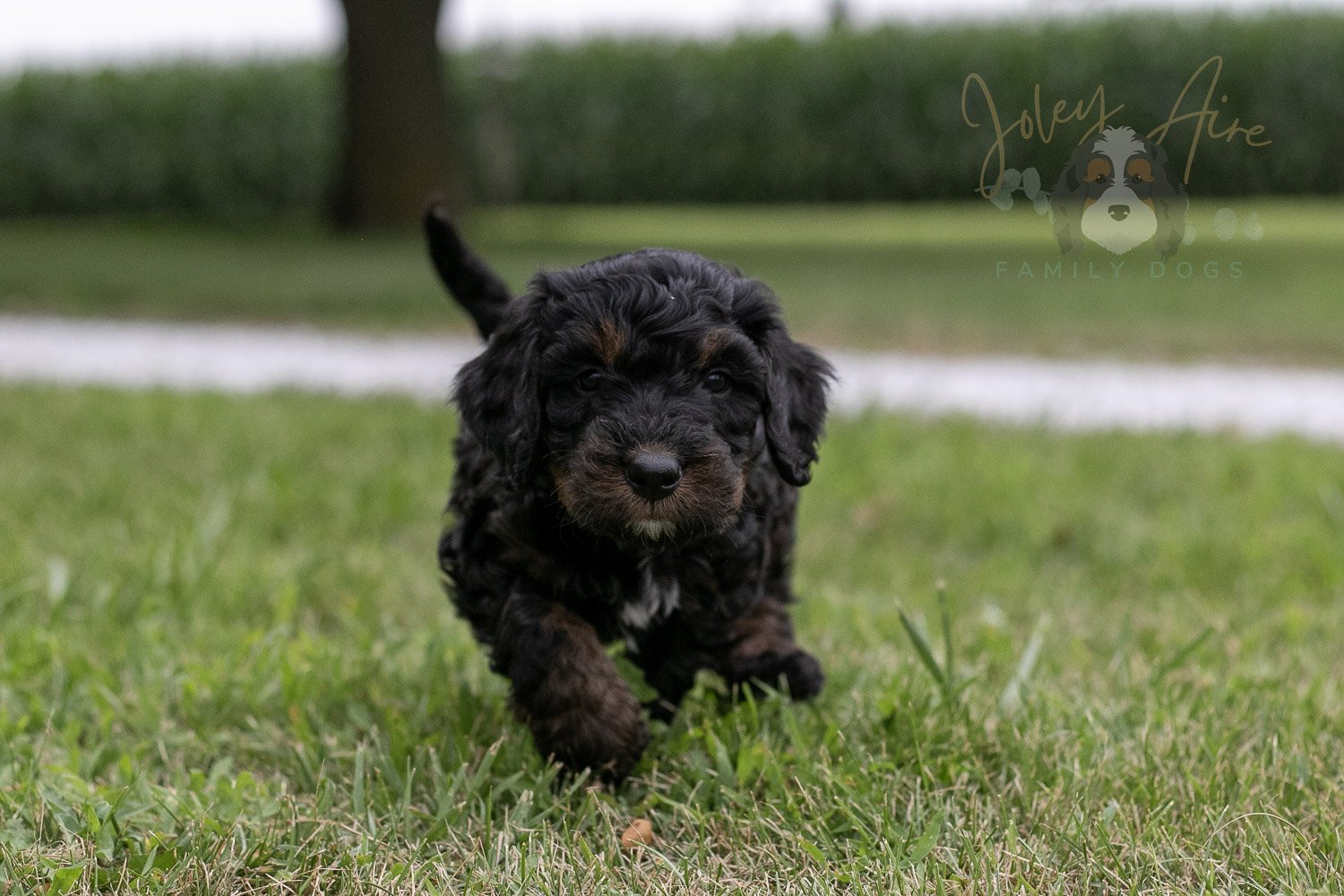 Denali Bernedoodle Puppy-25.jpg