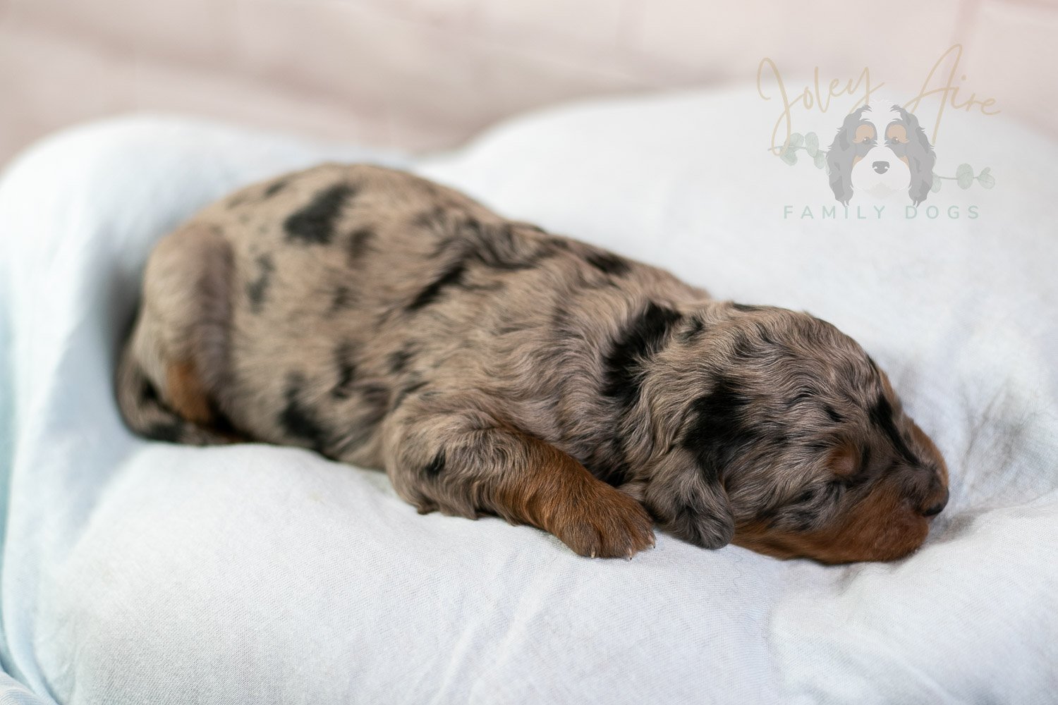Marilla Bernedoodle Puppy-36.jpg