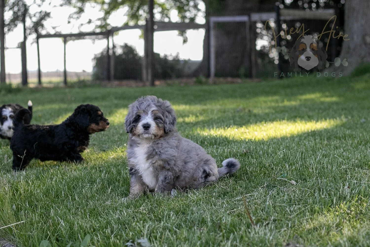 Drum Bernedoodle Puppy-10.jpg