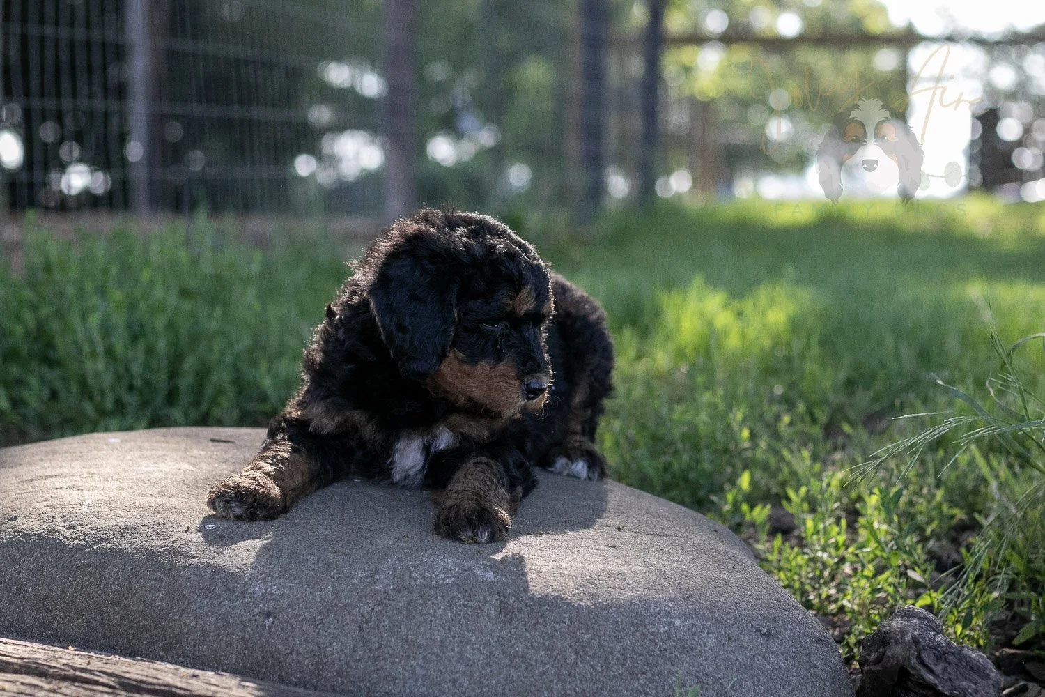 Banjo Bernedoodle Puppy-28.jpg