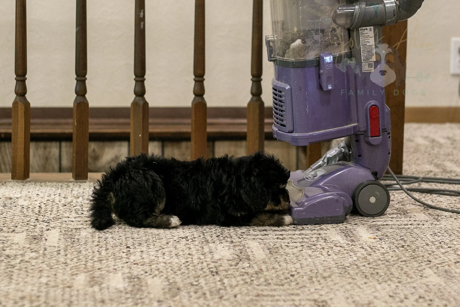 Georgia Bernedoodle Puppy-437.jpg