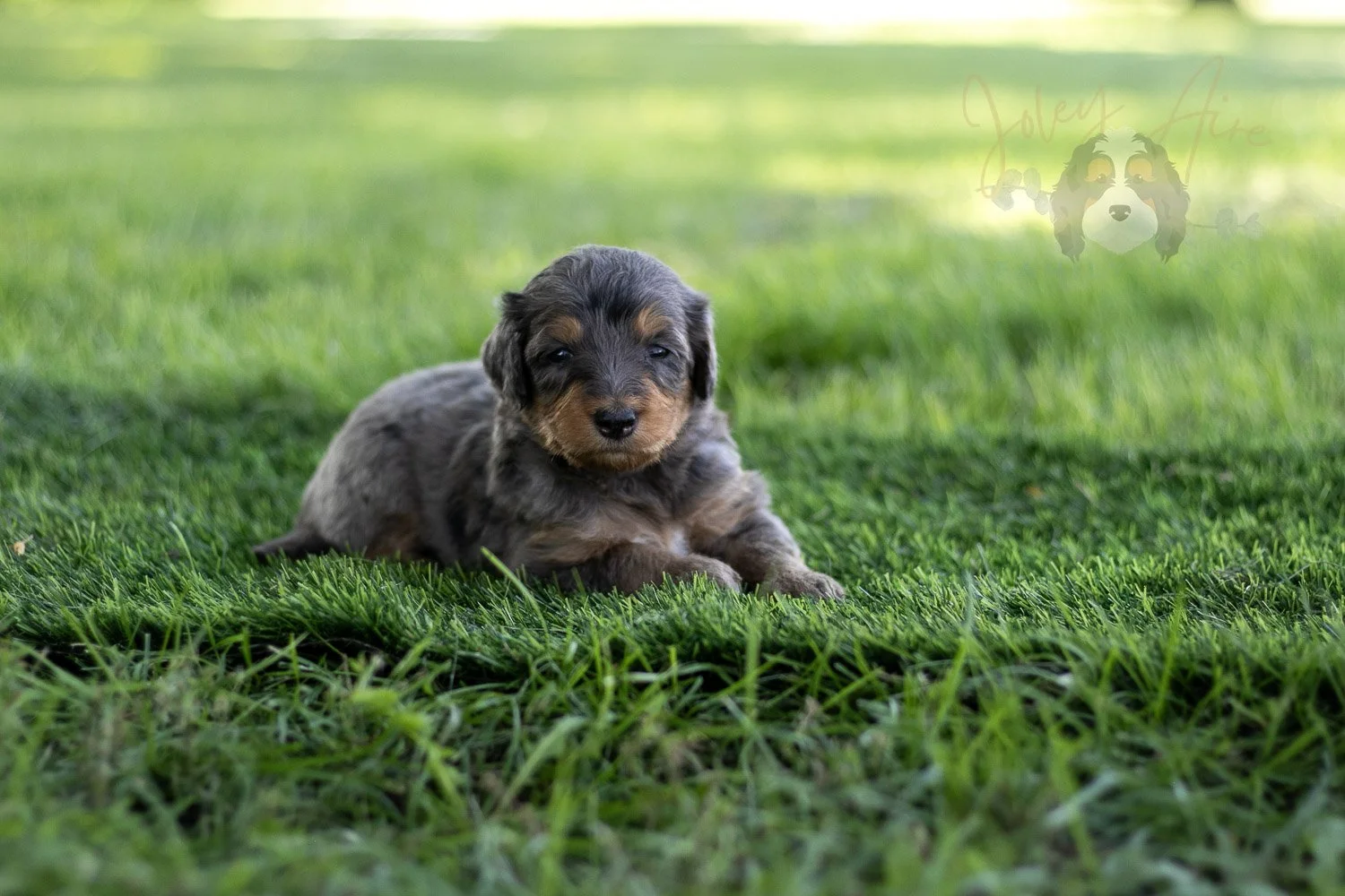 Josie Pye Bernedoodle Puppy-508.jpg