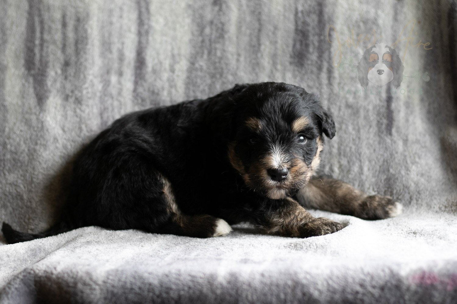Da Vinci Bernedoodle Puppy-155.jpg