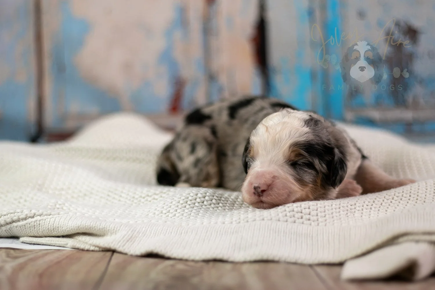 Pablo Picasso Bernedoodle Puppy-230.jpg