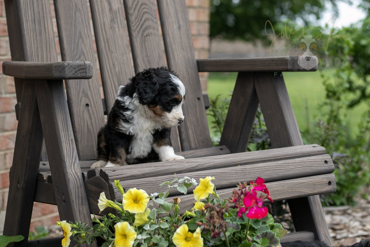 Harmonica Bernedoodle Puppy-9.jpg