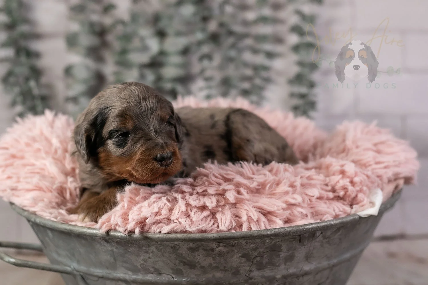 Flute Bernedoodle Puppy-20.jpg