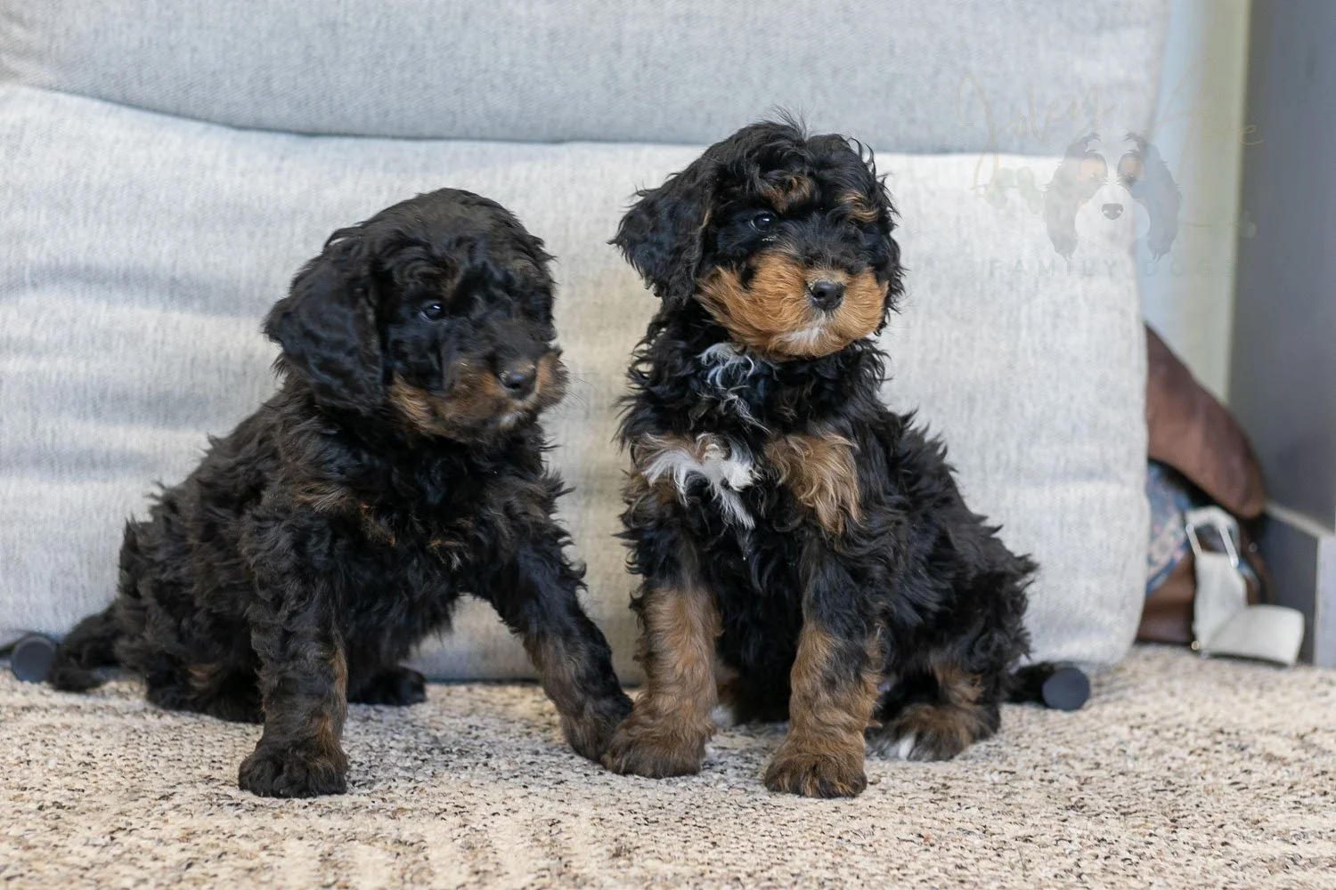 Aurora & Cinderella Bernedoodle Puppy-08.jpg