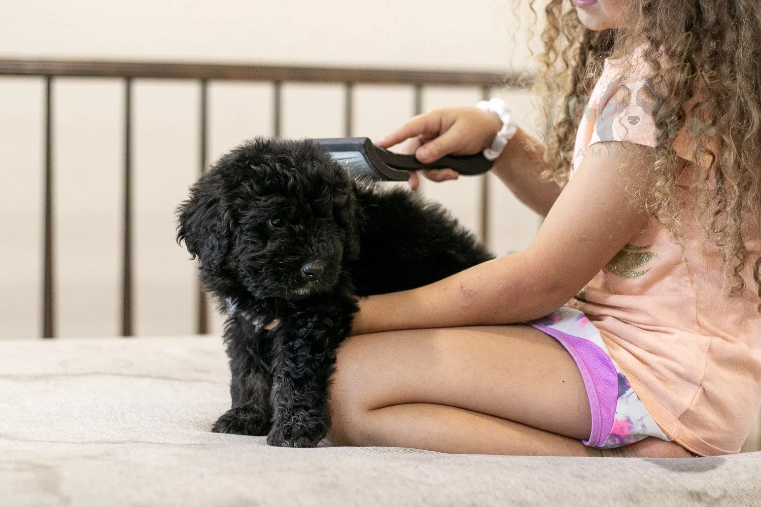 Claude Bernedoodle Puppy-249.jpg