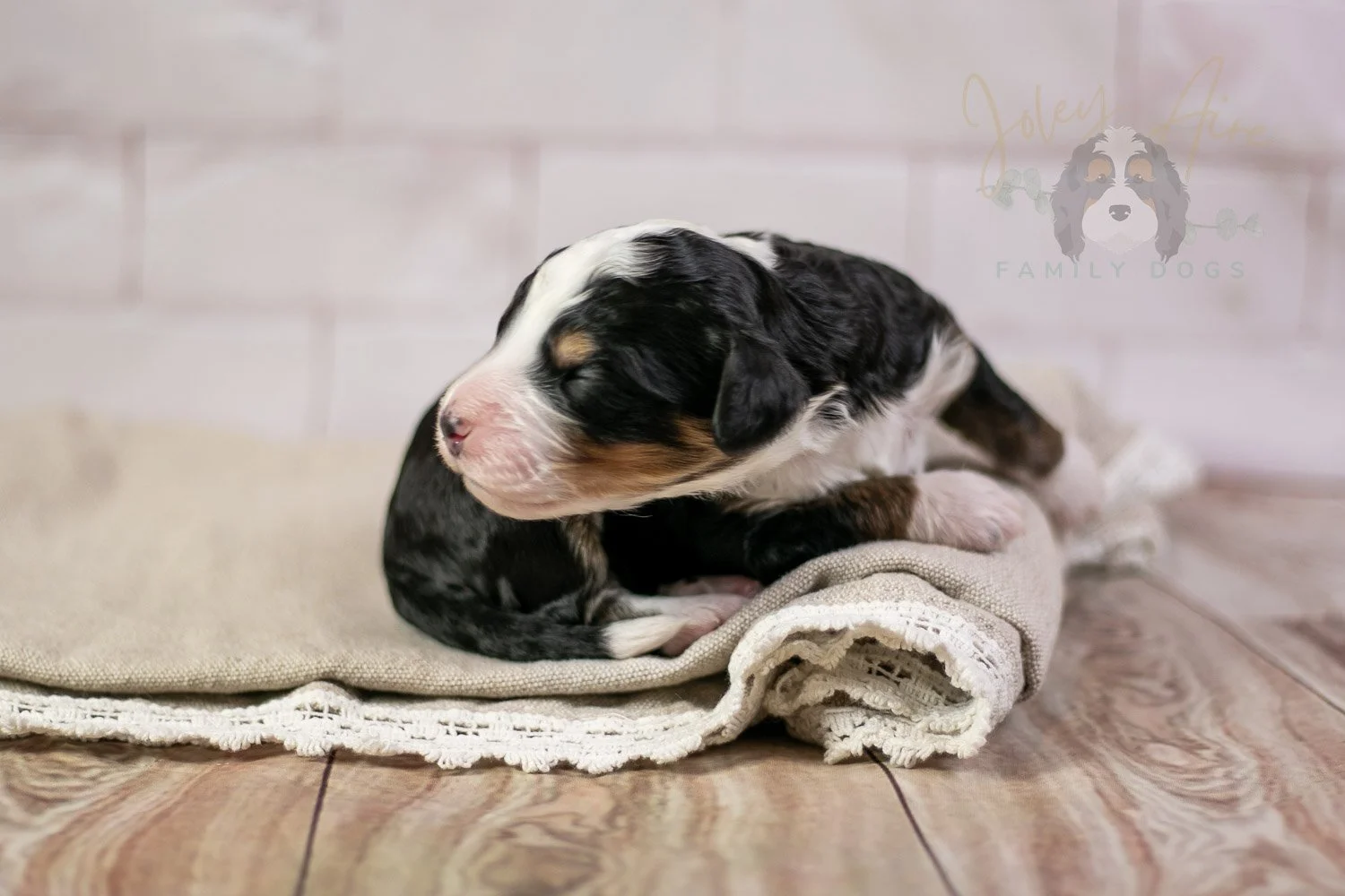 Yellowstone Bernedoodle Puppy-214.jpg