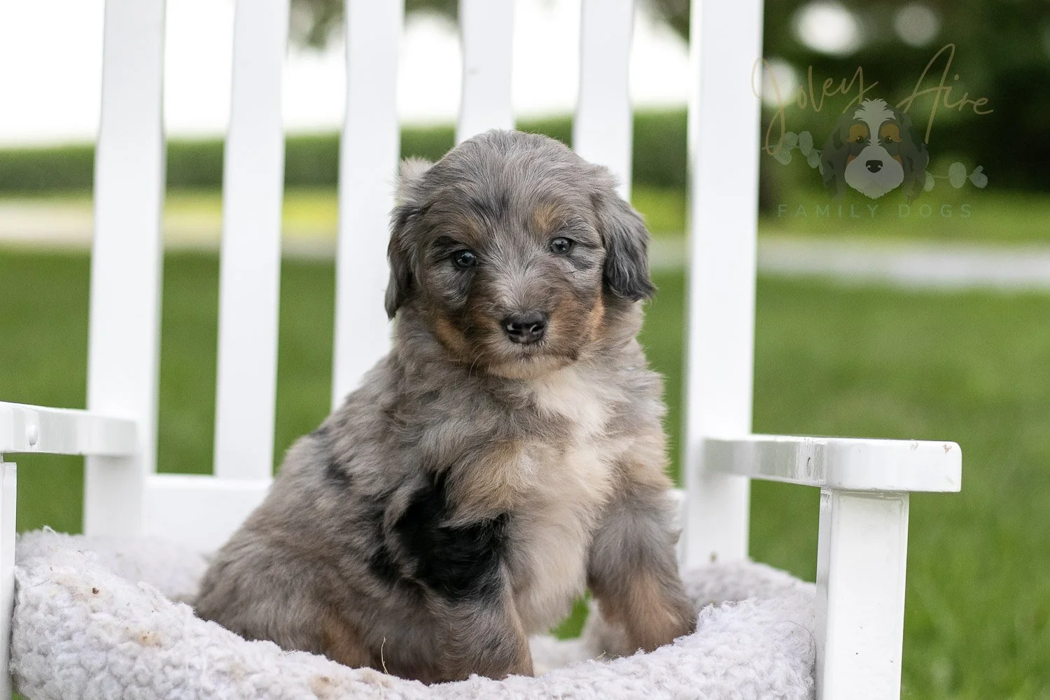 Matthew Cuthbert Bernedoodle Puppy-920.jpg