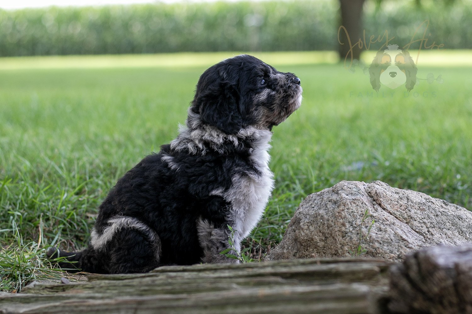 Bob Ross Bernedoodle Puppy-146.jpg