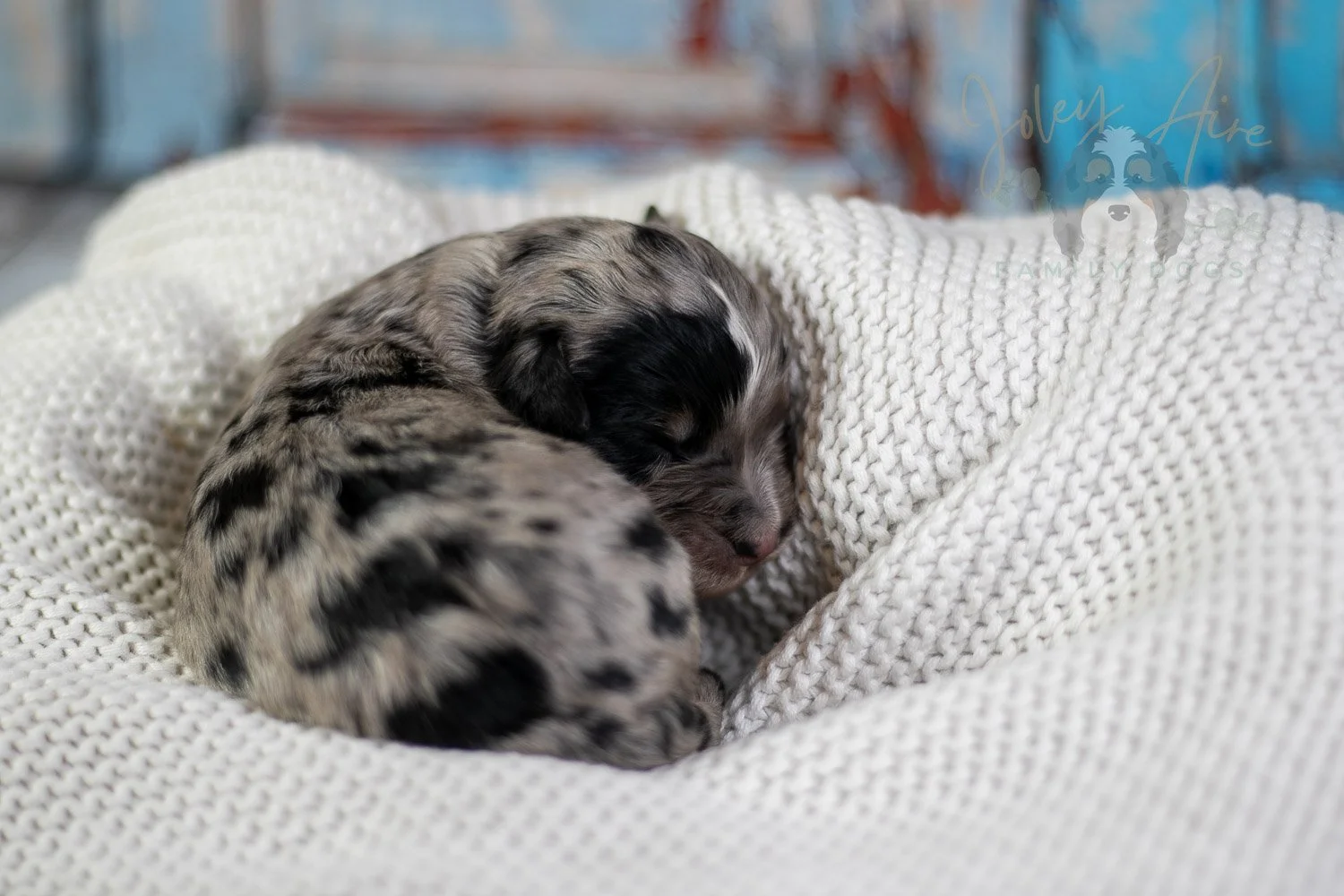 Frida Kahlo Bernedoodle Puppy-35.jpg