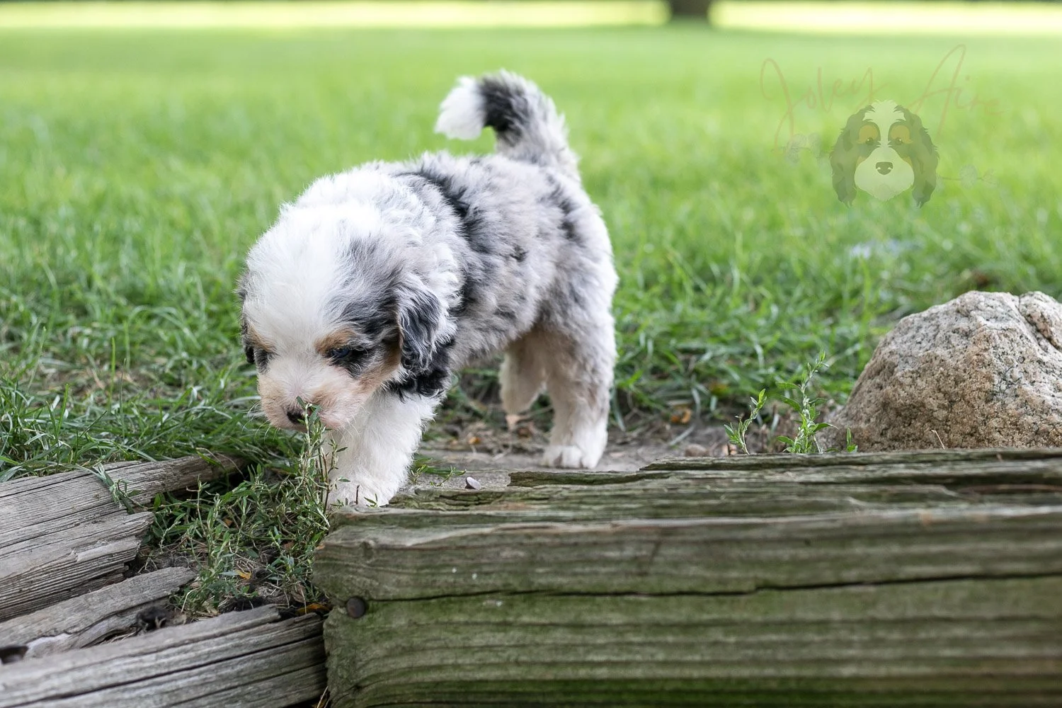 Pablo Picaso Bernedoodle Puppy-205.jpg