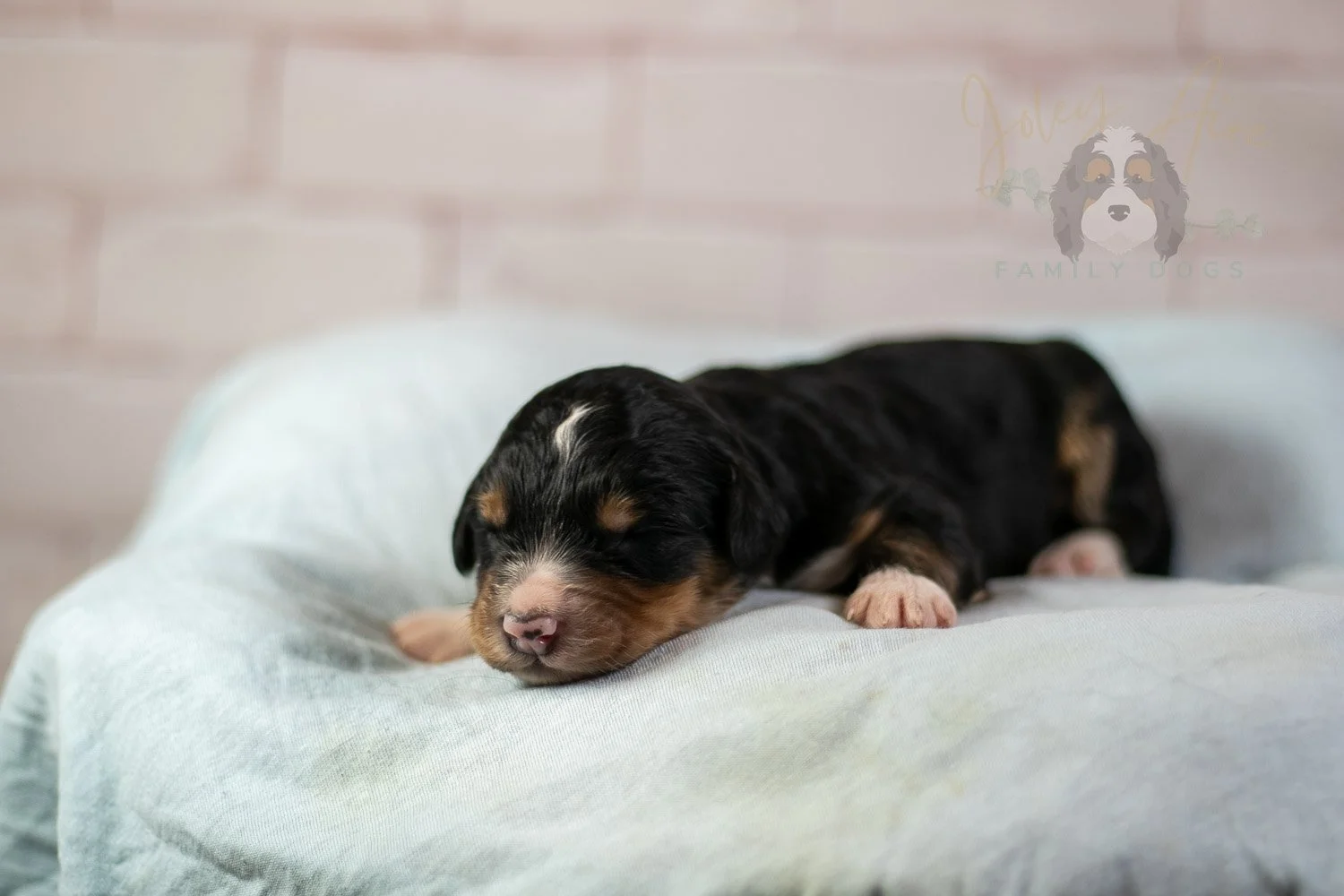 Walter Shirley Bernedoodle Puppy-86.jpg