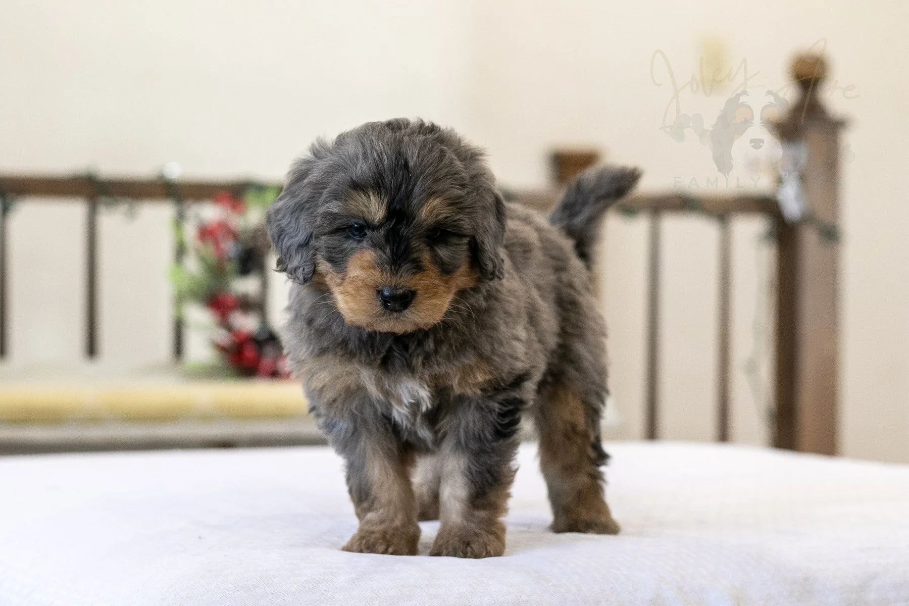 Everest - 🔴Reserved