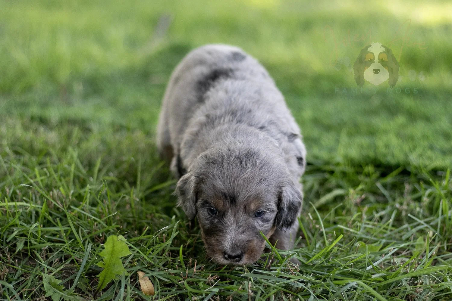 Matthew Cuthbert Bernedoodle Puppy-602.jpg