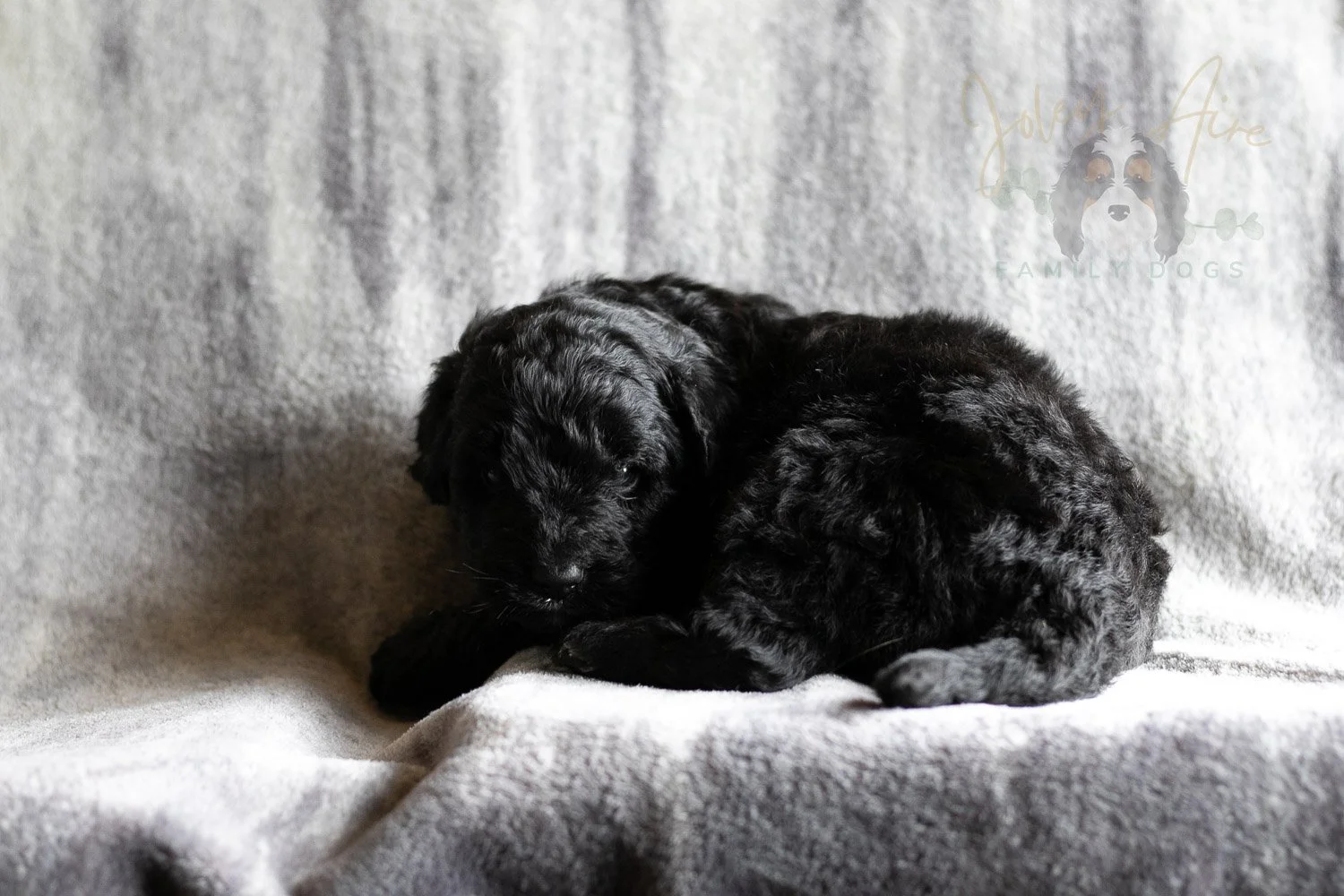Claude Monet Bernedoodle Puppy-186.jpg