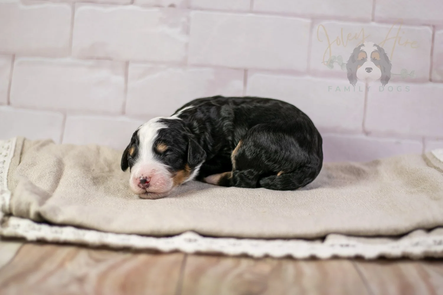 Yellowstone Bernedoodle Puppy-202.jpg