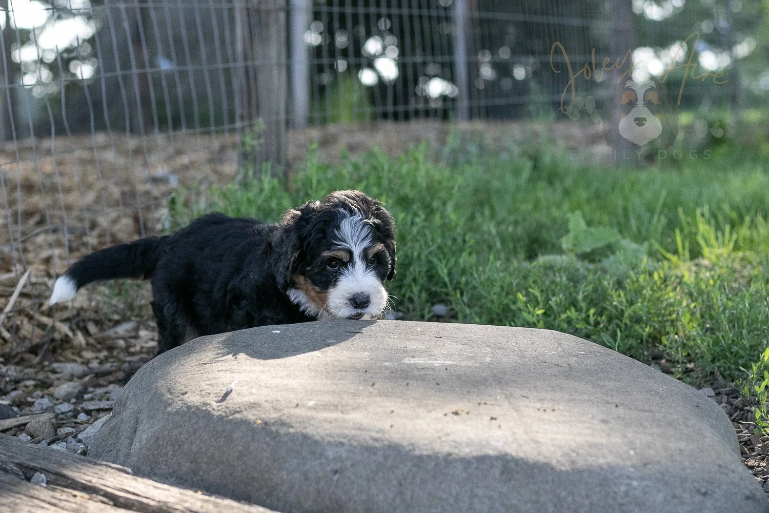 Trumpet Bernedoodle Puppy-21.jpg