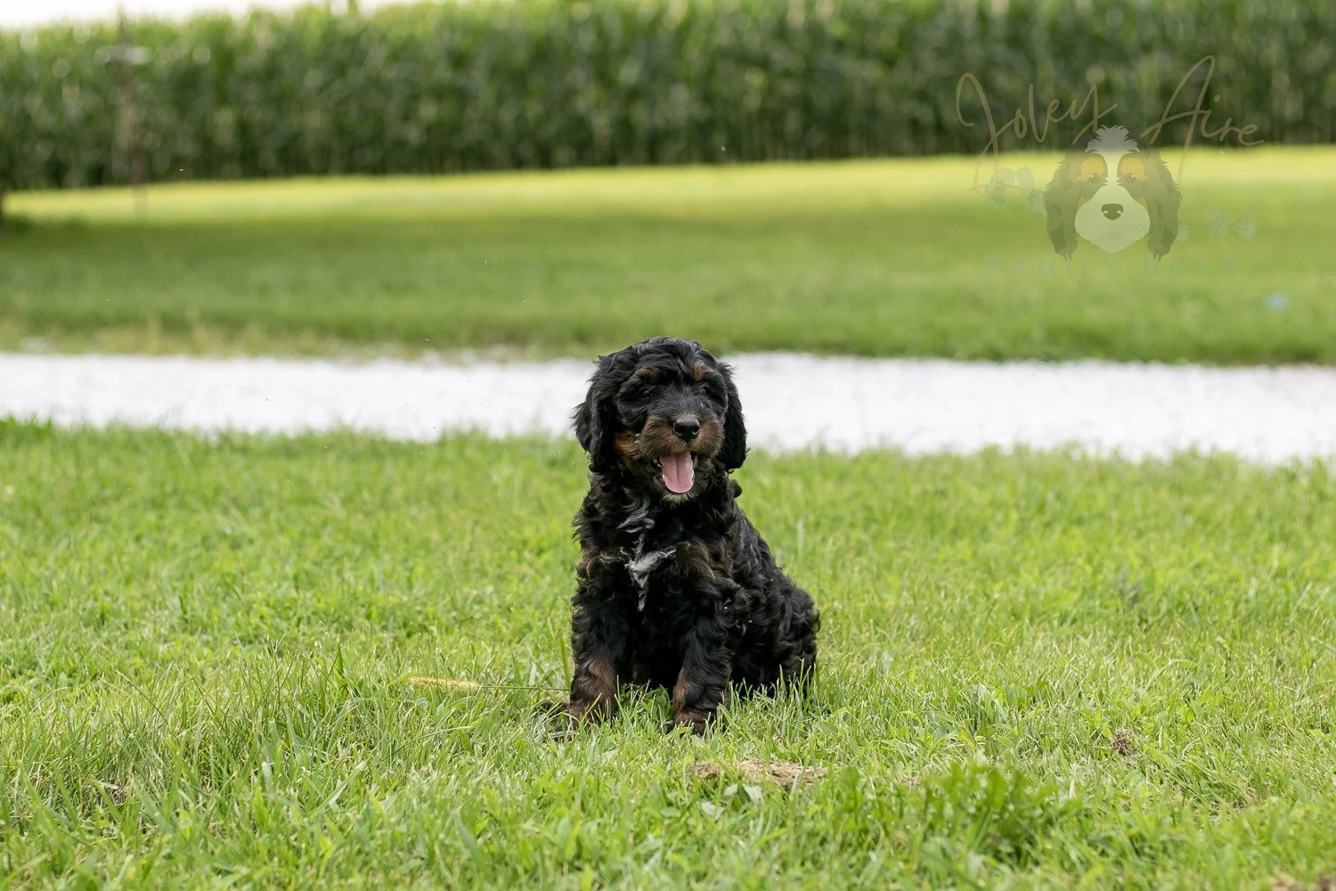 Denali Bernedoodle Puppy-105.jpg