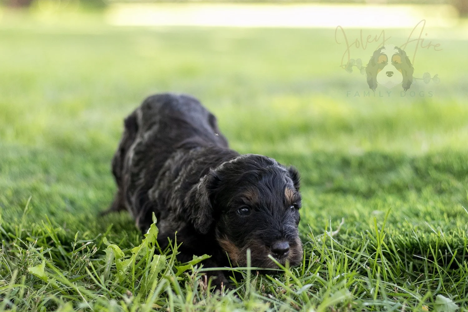 Bryce Bernedoodle Puppy-400.jpg