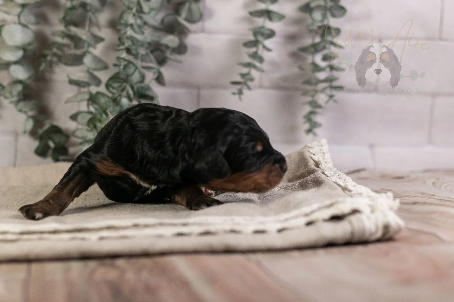 Guitar Bernedoodle Puppy-6.jpg