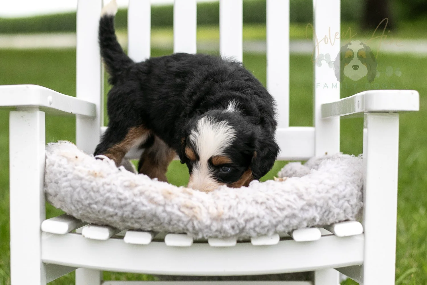 Anne Shirley Bernedoodle Puppy-978.jpg