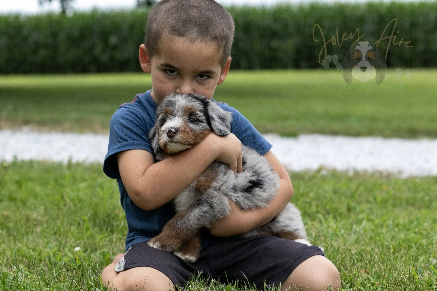 Rachel Lynde Bernedoodle Puppy-5.jpg