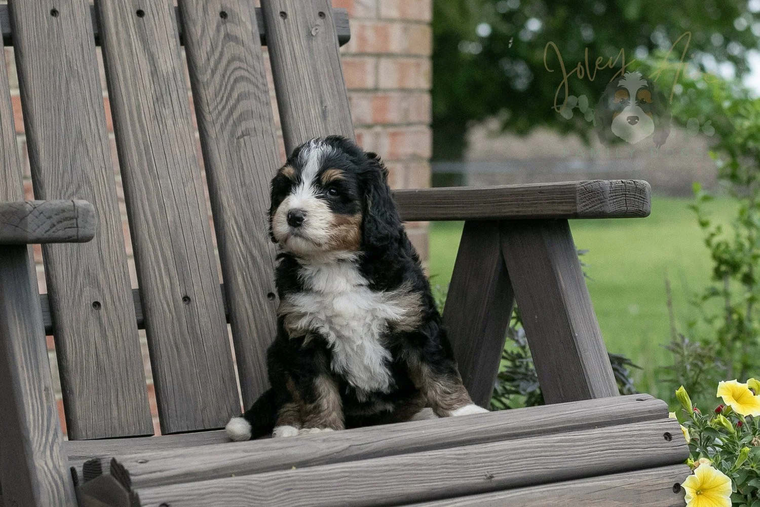 Trumpet Bernedoodle Puppy-7.jpg