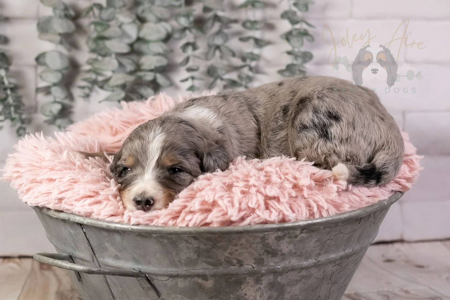 Drum Bernedoodle Puppy-18.jpg