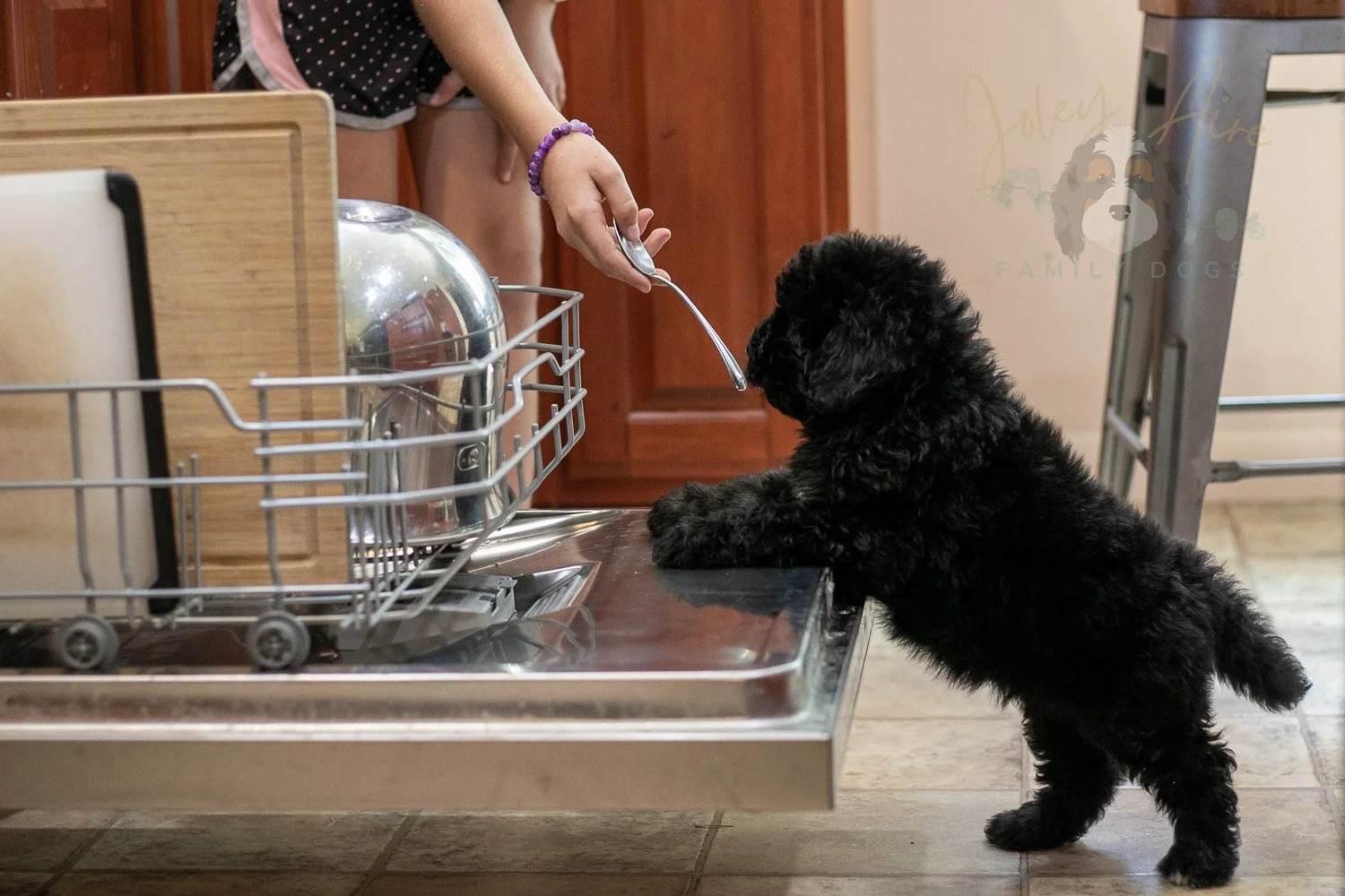 Claude Bernedoodle Puppy-264.jpg