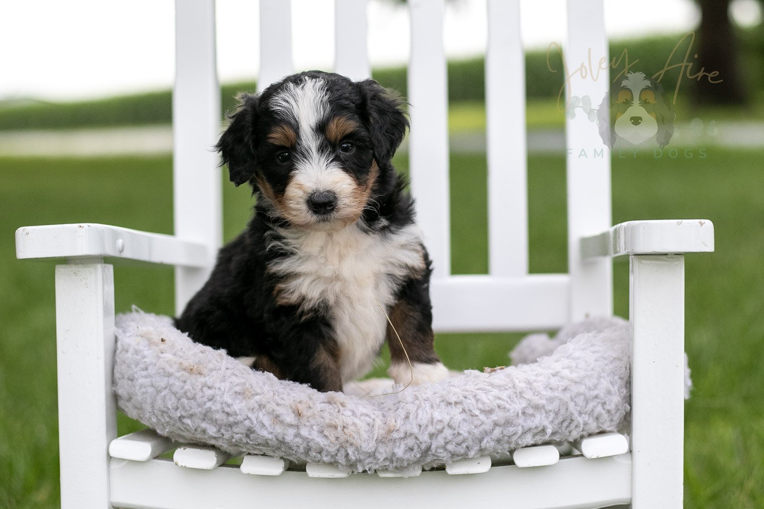 Diana Barry Bernedoodle Puppy-938.jpg