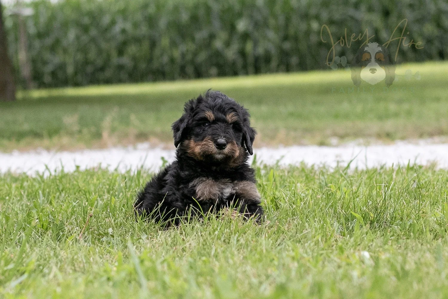 Gilbert Blythe Bernedoodle Puppy-119.jpg