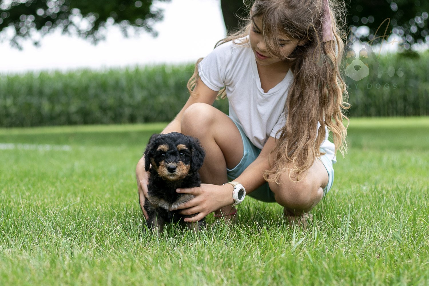 Mini Mae Bernedoodle Puppy-13.jpg